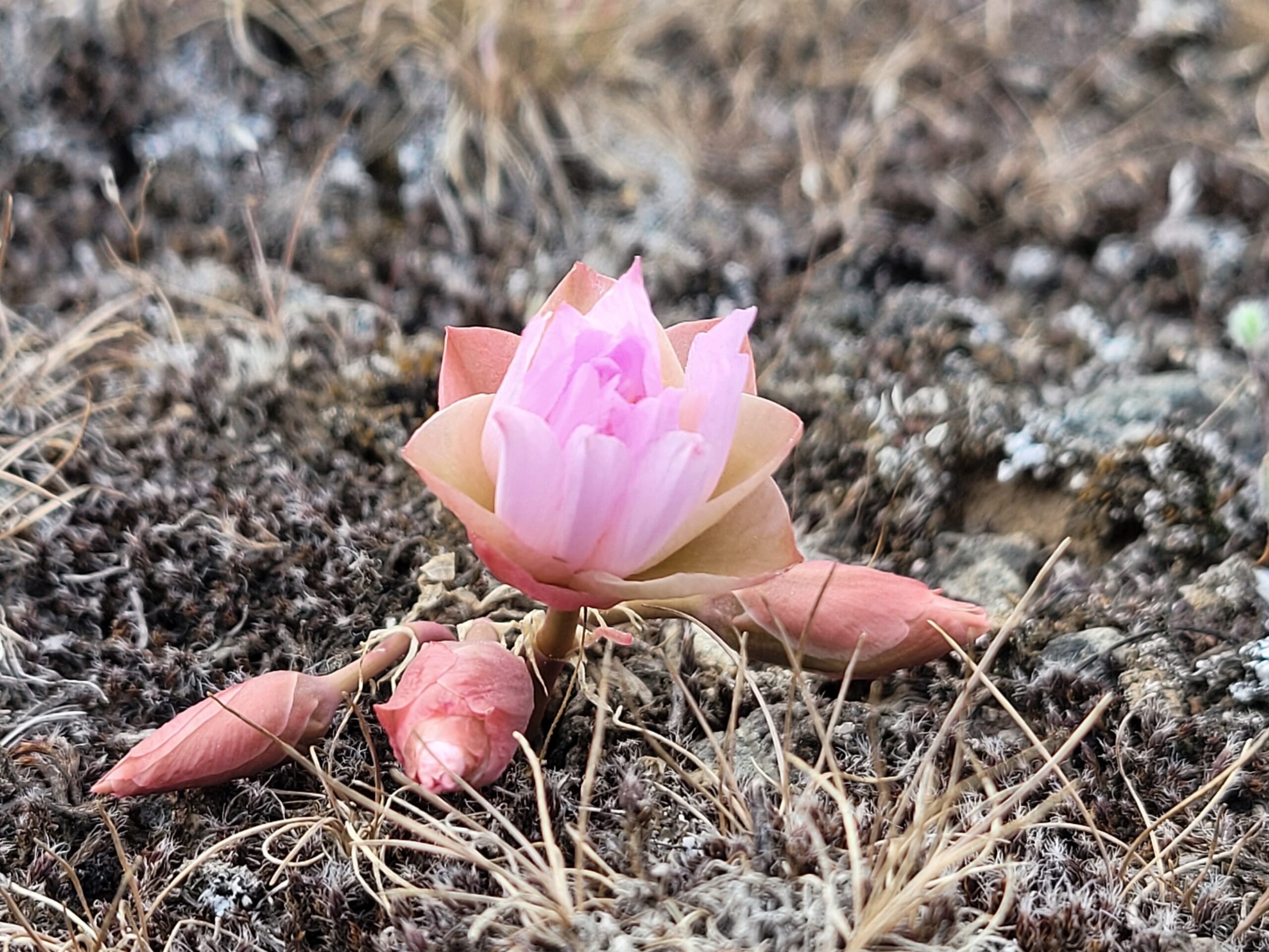 Wildflowers Abound